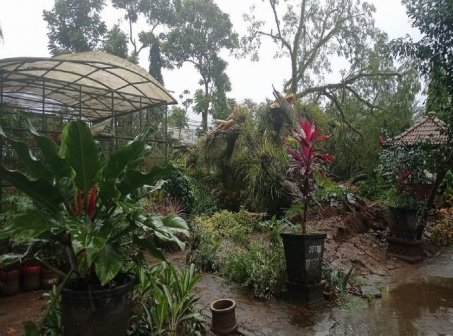 SATU POHON DI SMANESKA TUMBANG SETELAH HUJAN DERAS